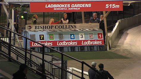 ladbrokes live greyhound commentary|Watch Live Greyhound Racing Coverage .